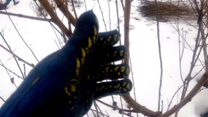 ПЕРСИК. Фомируем чашей саженцы персика. С чего начать формировку?