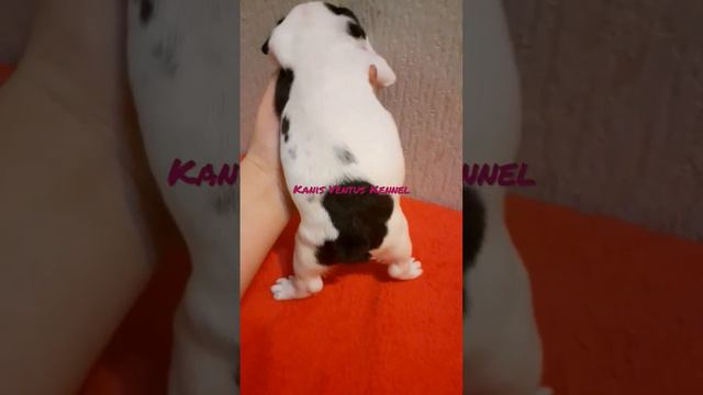 девочка французик 1 мес #французскийбульдог #бульдожка #французик #щенкипродажа #щенкипродажа #щенк