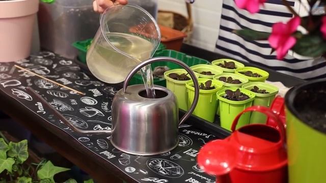 Очень важная, первая подкормка рассады смотреть онлайн