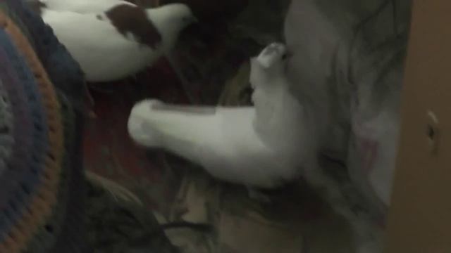 №1. Голуби мои. Голубиное семейство. Отец, мать и  голубёнок.