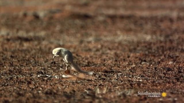 ТОП 10 БИТВ ЖИВОТНЫХ / СНЯТЫХ НА КАМЕРУ / ЖЕСТЬ 21+ смотреть онлайн