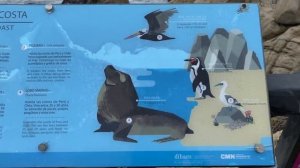 Винья Дель Мар и Вальпараисо: города на берегу Тихого Океана, Чили.