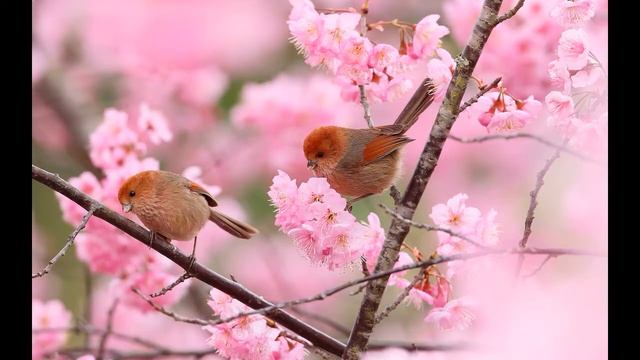 Стих Весна. Самое прекрасное время, когда оживает природа и расцветают первые цветы. смотреть онлайн