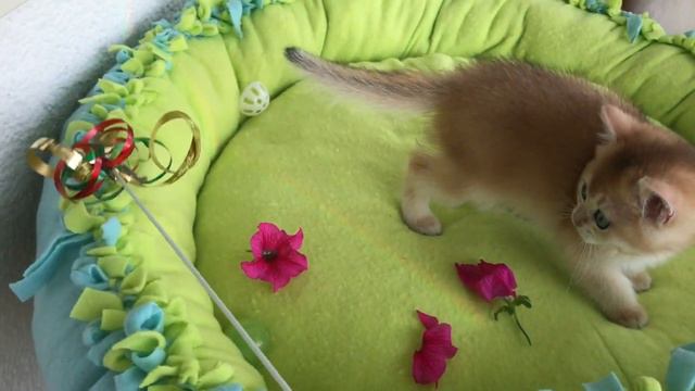 😸☀️🌟ВРЕМЯ ПРОГУЛКИ🧡🧡🧡ЗОЛОТАЯ ШИНШИЛЛА КОШКИ🌟