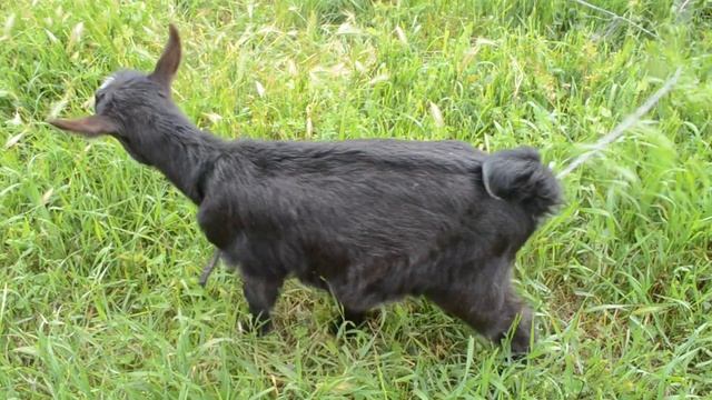 Маленький козленочек - просто красавчик смотреть онлайн