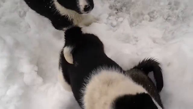 Восточные-сибирские лайки смотреть онлайн