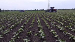 ПАЛЬЧИКОВЫЙ КУЛЬТИВАТОР ПРОПОЛКА ПОДСОЛНУХА