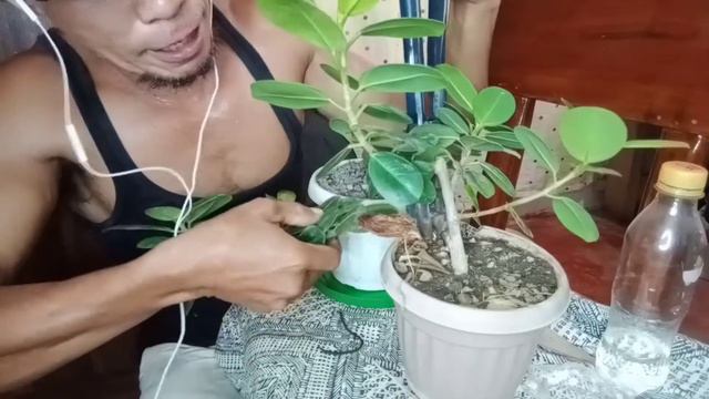 Rooted After 18 Days Ficus Nana Update Marcotting Method Coconut Husk,Late Upload смотреть онлайн