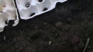 Простой и проверенный способ посадки лука на зелень.На перо.