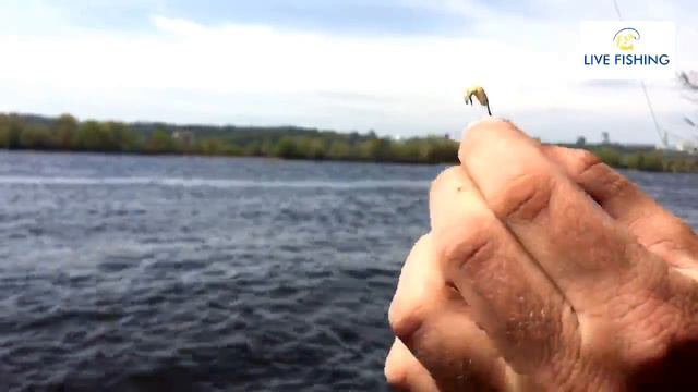 Днепровская набережная онлайн. Live Fishing смотреть онлайн