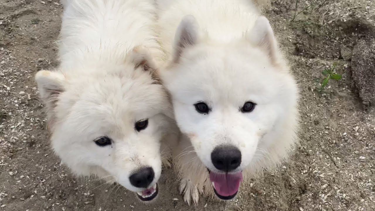 Кто такие Самоеды,  и кого они едят?   / Samoyed- who is that?