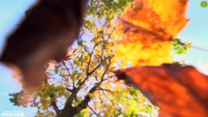 Самая Нежная и красивая музыка антистресс . Жизнь вокруг ПРЕКРАСНА! Скажи Жизни Да