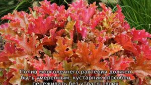 Гейхера Мармелад: описание сорта, посадка и уход
