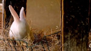 Cute Baby Animals - Collection Lovely Moments Of Baby Animals On Earth With Gentle Relaxing Music