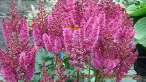 Астильба китайская Пёпл Глория (astilbe chinensis) ? обзор: как сажать, рассада астильбы Пёпл Глори