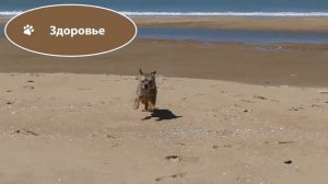 Все о породе бордер-терьер