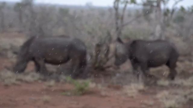 EPIC Safari Adventure | BIG 5 | South Africa смотреть онлайн