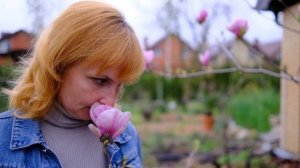 Магнолии ч.1 Цветение сорта Суланжа Александрина