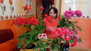 Герань пышно и красиво цветет круглый год! Супер-подкормка для герани!