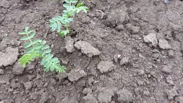 Первый урожай огурцов. Унаби, инжир и иргу можно вырастить. смотреть онлайн