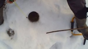 Имея всего 3 капли масла,зубчик чеснока,кусочек ваты, можно сделать отличную насадку для рыбалки