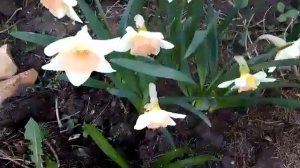 #нарцисс #narcissusAccent / Крупнокорончатый (large-cupped)нарцисс Акцент ( лат. narcissus Accent)