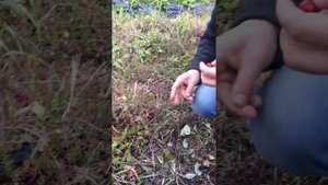 Клюква садовая на северо-западе Подмосковья на 16 октября 2021г. Собираю свой по сути первый урожа