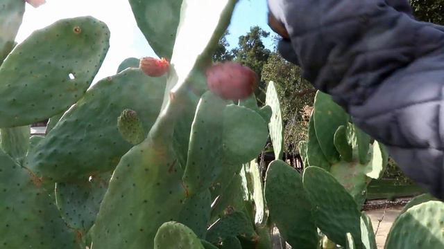 Harvesting & Tasting Prickly Pears Fruit from My Cactus Plant | Homestead Came with tons of Goodies