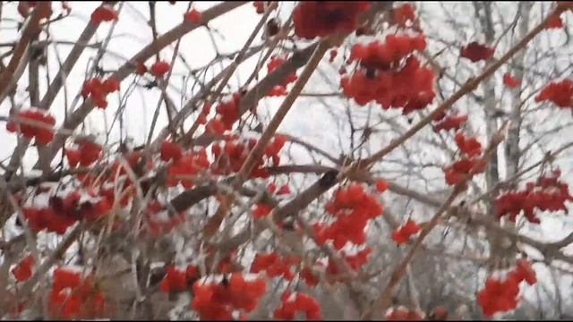 Дача, синицы. Прогулка по зимнему саду смотреть онлайн