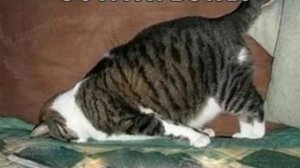 Мемы про котов!