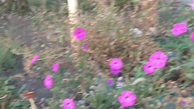 Удивительно!!! В Карай-Салтыково Тамбовской обл. прилетела бабочка"Колибри" бражник. Впервые вижу))