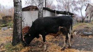 Сдал голштинского быка