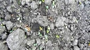 ВОТ ЗДОРОВО! ВСХОДИТ ЭРИНГИУМ ГИГАНТСКИЙ!!!