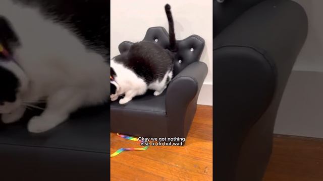 Kitty Soap Opera: Chapter 6... смотреть онлайн