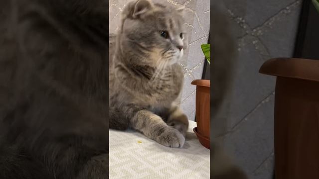 Пуша и цветочек