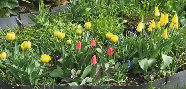 Цветы в конце апреля 2023