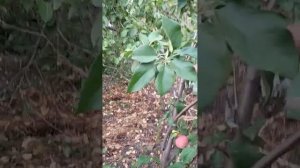 Яблоня Первоуральское.