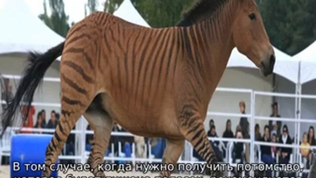 Гибриды лошадей с другими животными смотреть онлайн