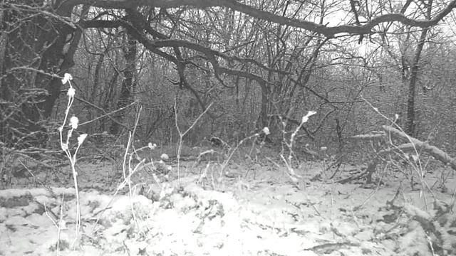 Заяц русак википедия! смотреть онлайн