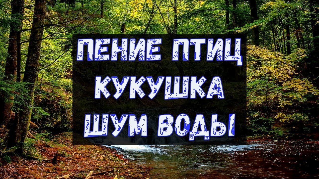 Музыка звуки леса слушать. Звуки природы шум леса пение птиц - Sounds of nature Birdsong Forest Noise 256 Kbps. Звуки природы шум леса пение птиц - Sounds of nature Birdsong Forest Noise 256 Kbps з. Шум леса и пение птиц слушать онлайн.