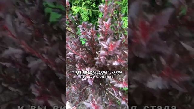 Осенний окрас little devil #питомникрастений #пузыреплодник #ландшафтныйдизайн #littledevil смотреть онлайн