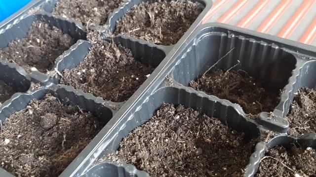 Финиковая пальма семена дополнение.Как посадить финиковую пальму и адениум смотреть онлайн