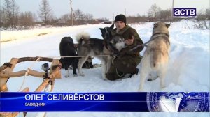 Уникальную породу ездовых собак возрождают на севере Сахалина