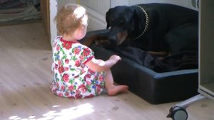Маленький ребенок и опасный доберман | A child with a dangerous doberman