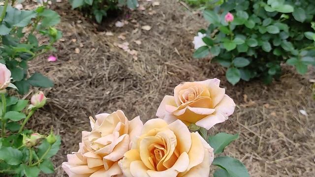 Сочетания РОЗ сложных оттенков. Синко де Мая, Мокароза, Хоней Дижон и др... смотреть онлайн