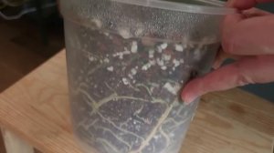 ЧЕРЕНКОВАНИЕ эпипремнума ХЭППИ ЛИФ, посадка МАРАНТЫ и РАФИДОФОРЫ / ПОЛИВ комнатных РАСТЕНИЙ