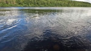 ПОДЬЁМ БЛЕСЕН в РЕКЕ
