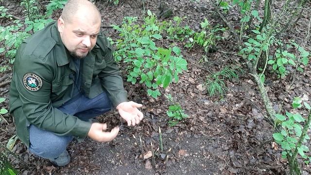 Ловушка для зайца, добыча попадается всегда смотреть онлайн