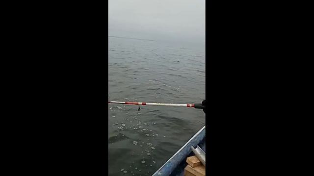 Щуки на троллинг.Рыбалка на ЖЕЛЕЗО на Рыбинском водохранилище.#61 смотреть онлайн