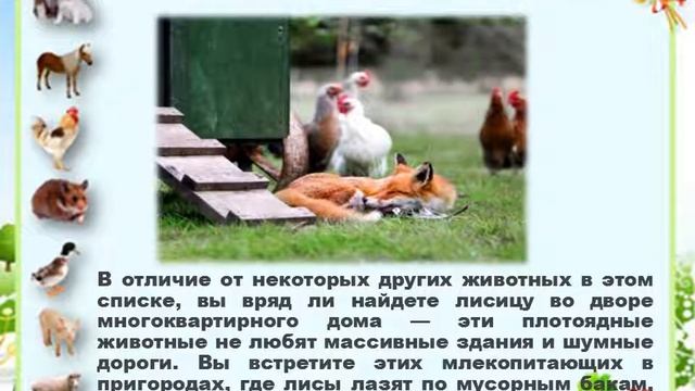 Презентация Животный мир городов смотреть онлайн